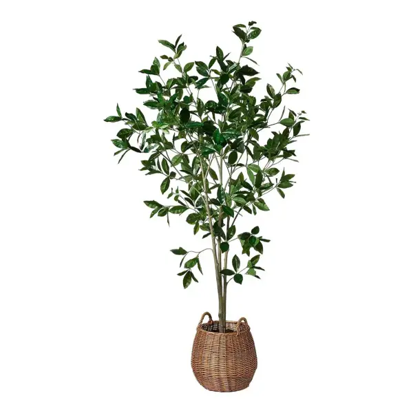 Bay Leaf Tree in Basket