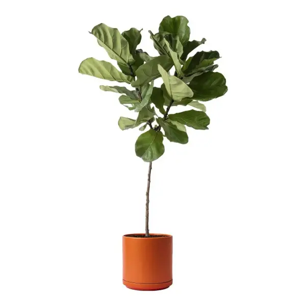 Fiddle Leaf Fig