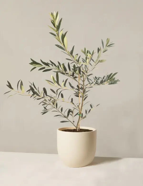 Olive Tree Indoor Houseplant