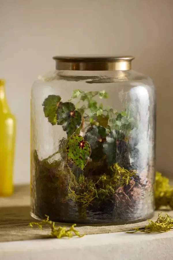 Woodland Terrarium Kit