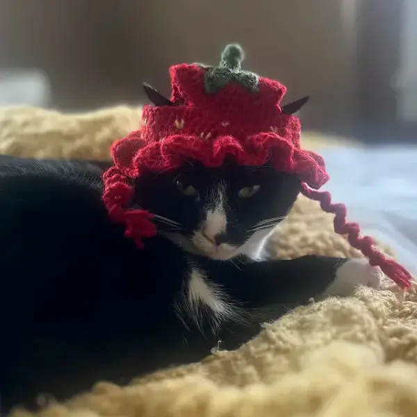 Handknit Hats for Cats