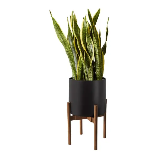 Snake Plant Laurentii