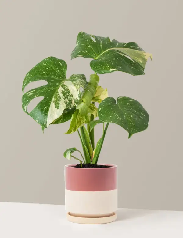 Monstera Thai Constellation