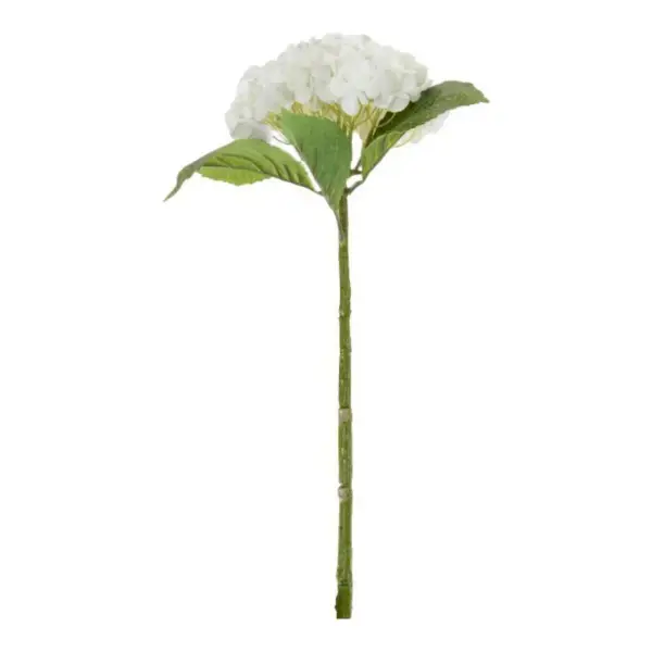 Hydrangea Stem