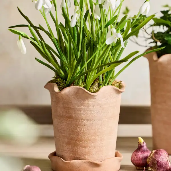 Terracotta Pie Crust Rim Planter, Straight Side
