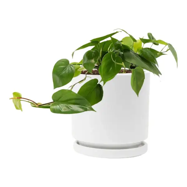 Heartleaf Philodendron Plant, Size Maedium 5"-8" Tall