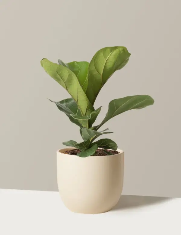 Fiddle Leaf Fig Bush | Trendy Houseplants