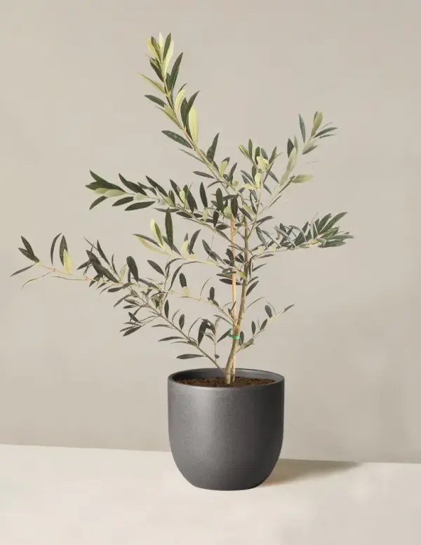 Olive Tree (Olea Europaea) Indoor Houseplant | Unique Plants for Delivery