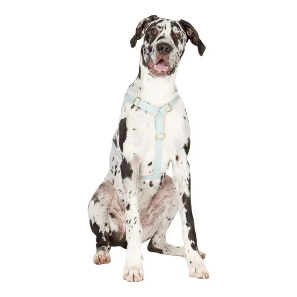 Green The Scot Large Standard Dog Collar