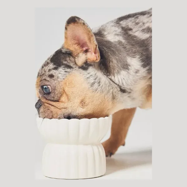 White Raised Pet Feeder