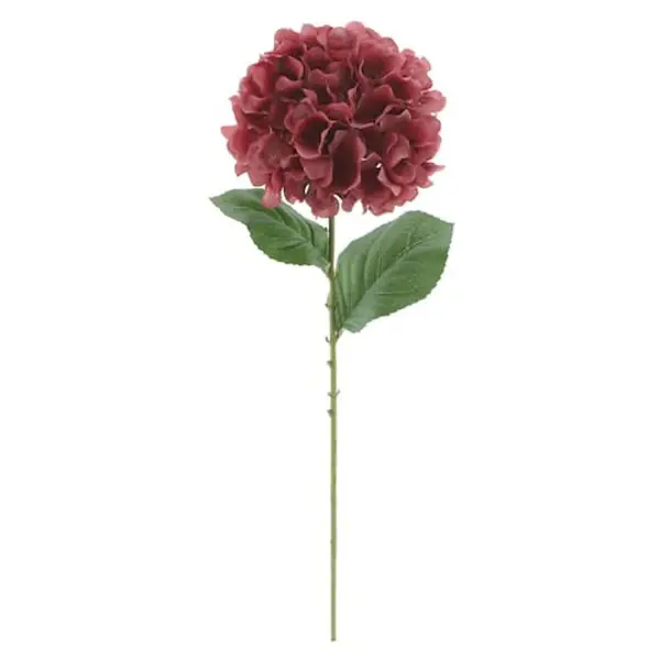 Hydrangea Stem