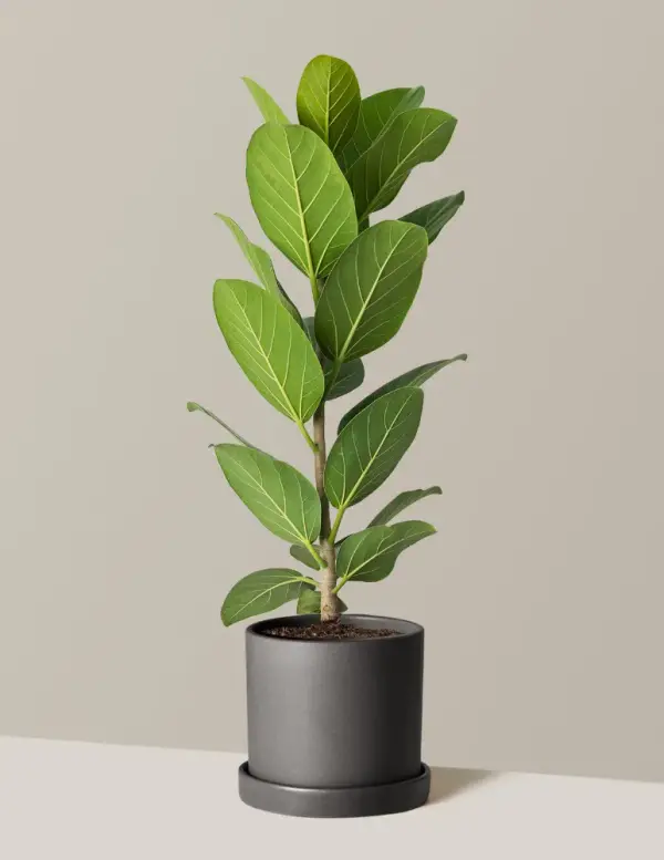 Ficus Audrey Bush for Delivery