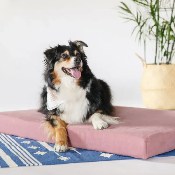 Organic Dog Bed Pillow Bolster
