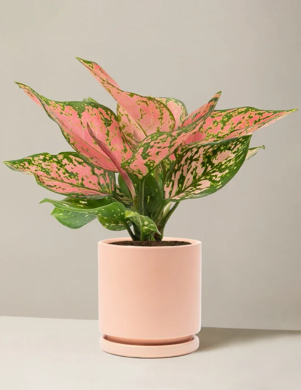 Aglaonema Wishes