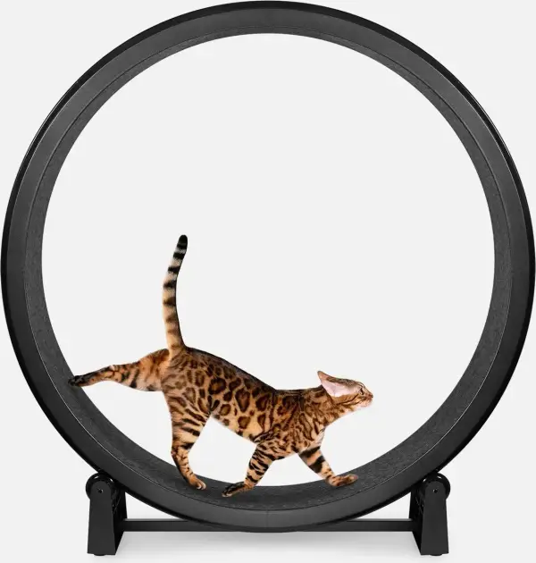 Gen 7 Cat Exercise Wheel