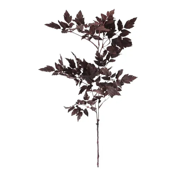 Plum Fake Cimicifuga Ramosa Leaves