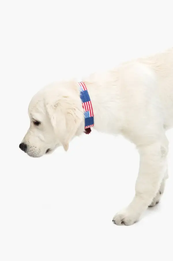 American Flag Needlepoint Dog Collar