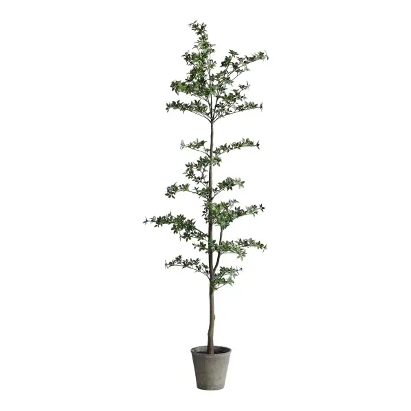 Narrow Black Olive Tree